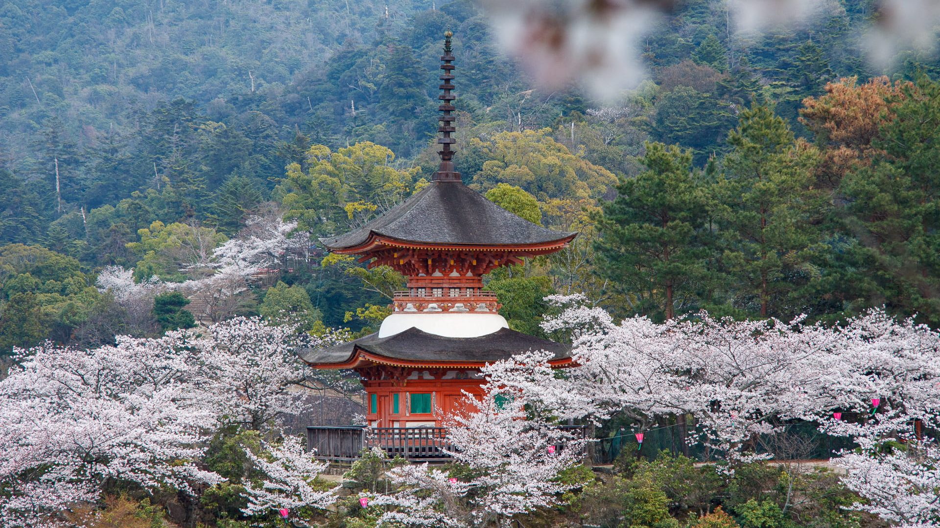 Tahoto pagoda surrounded by cherry blossoms and forested hills on Miyajima Island