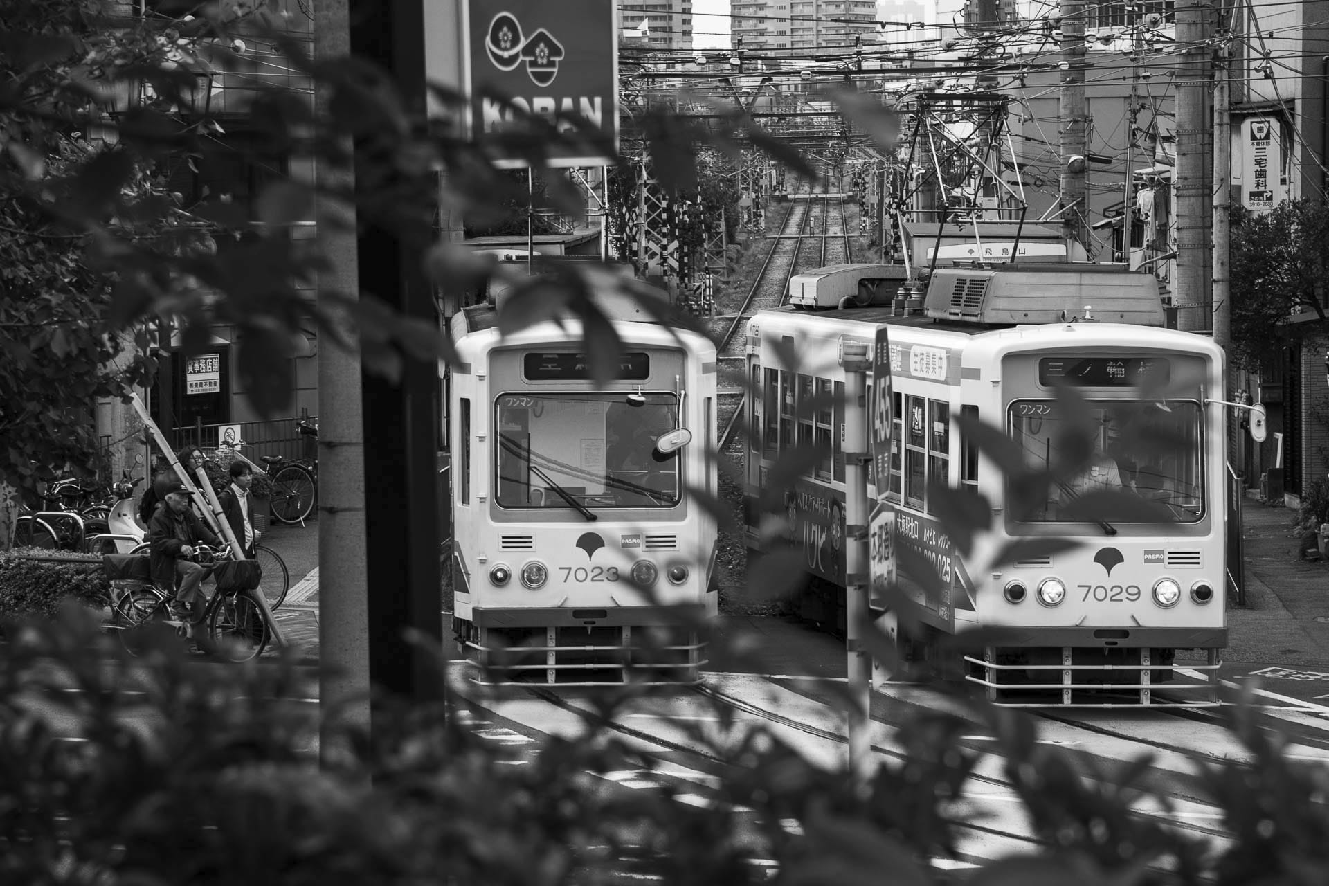 Two Toden Arakawa 7000 series trams seen from Asukayama Park through foliage, Tokyo, black and white photography
