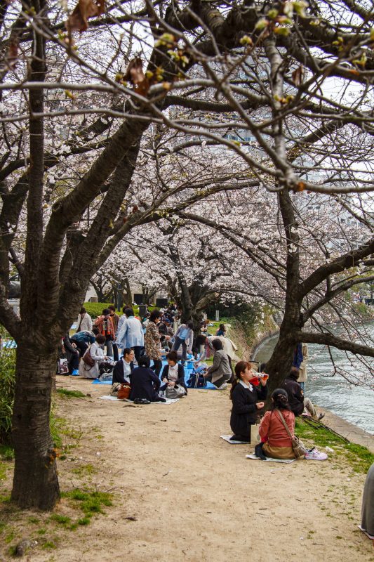 Hanami picnic under cherry blossoms along the river in Hiroshima Peace Memorial Park