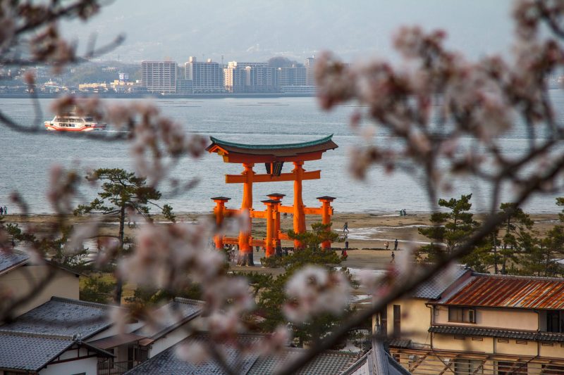 Itsukushima torii gate seen through cherry blossoms from the hillside on Miyajima Island