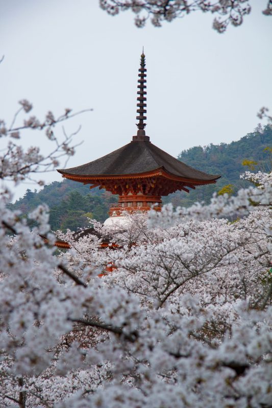 Tahoto pagoda emerging from cherry blossoms on Miyajima Island