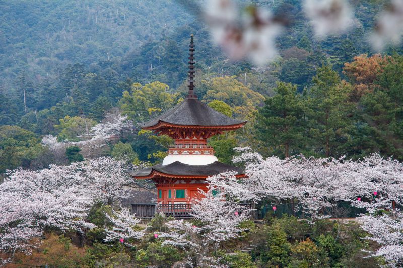 Tahoto pagoda surrounded by cherry blossoms and forested hills on Miyajima Island